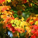 Herbst pixabay.jpg